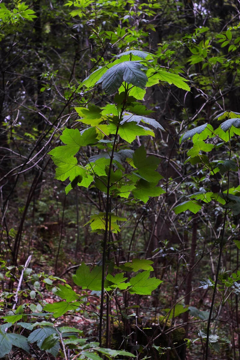 Forêt de Bienne, Biel/Bienne Wald, arbres, feuilles, nature, vert, printemps