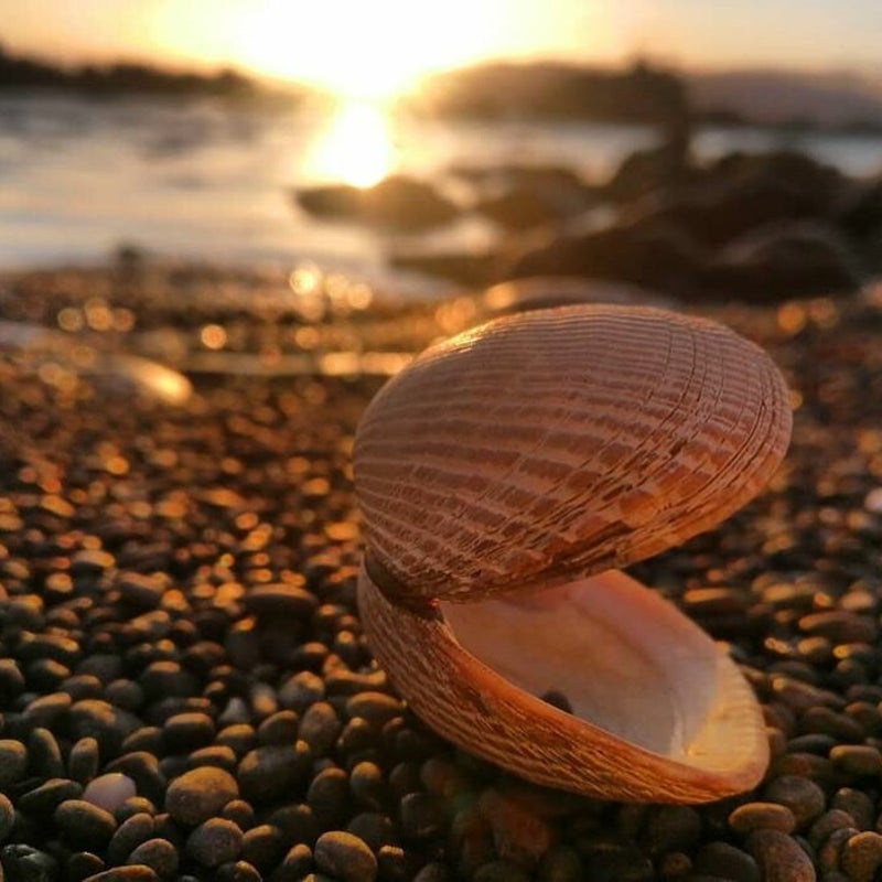Kaikoura shell
