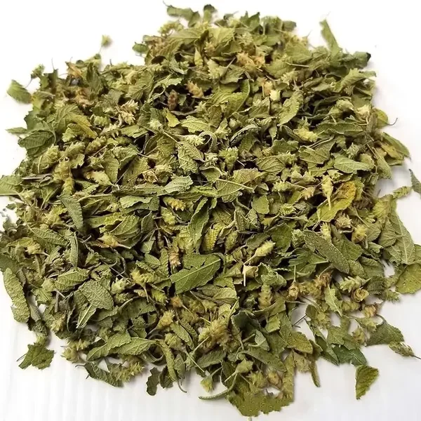 Mexican Oregano