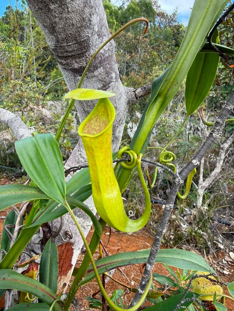 La gourde du mineur