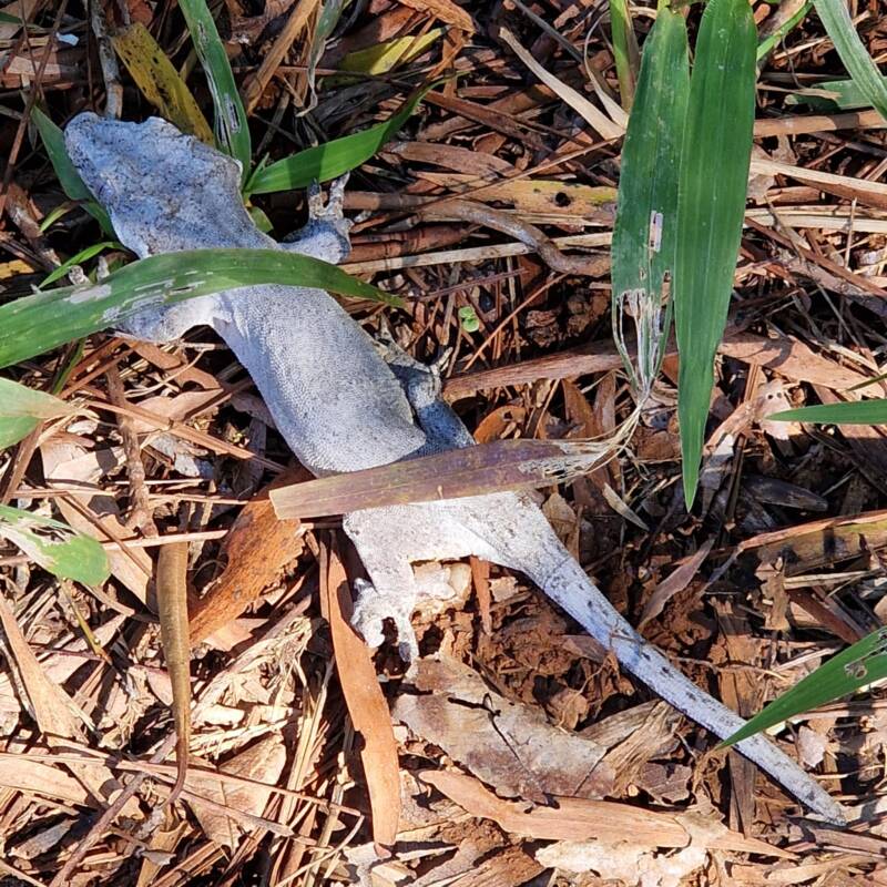 Gecko