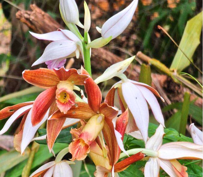 Orchidée