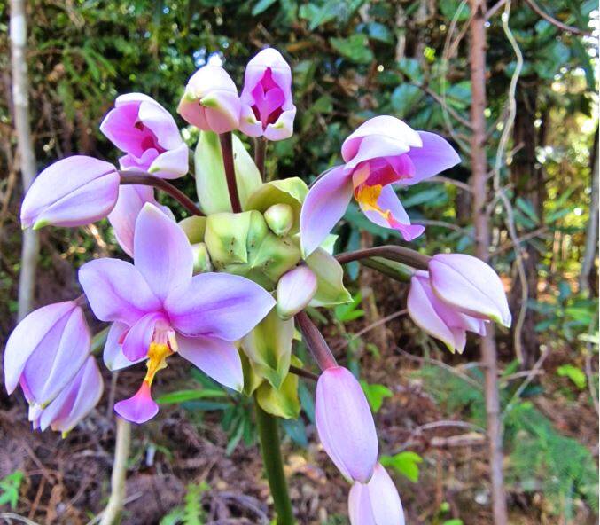 Orchidée