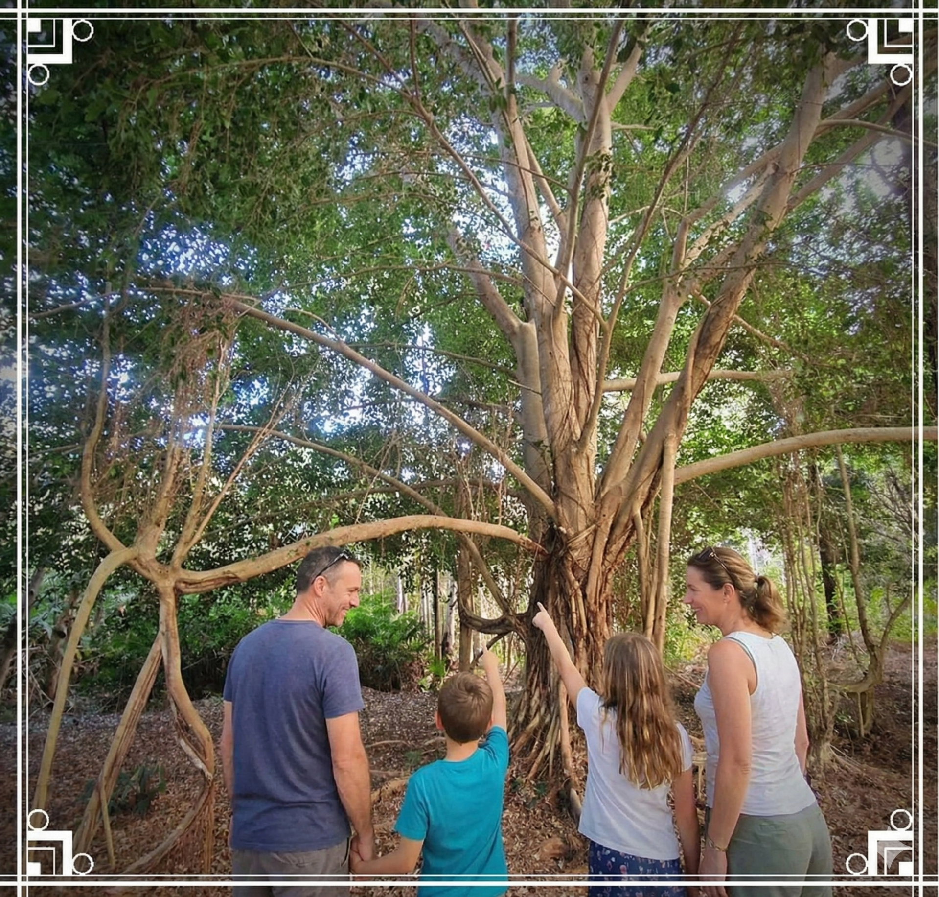 Banyan majestueux et Arbre à Souhaits dans le jardin du gîte, Nouvelle-Calédonie