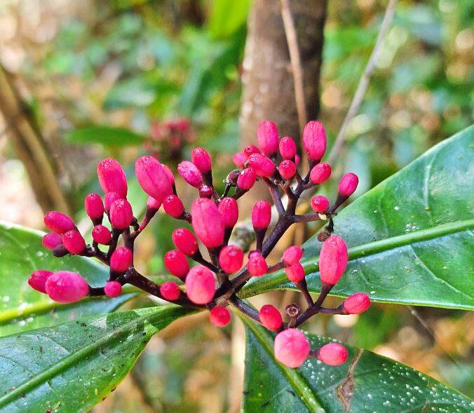 Psychotria gabriellae  Espèce endémique