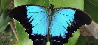 Papillon bleu  Espèce protégée