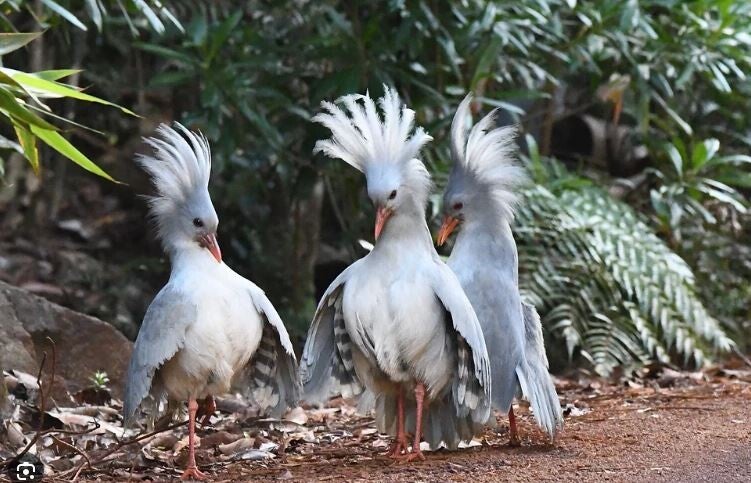 Cagous, oiseaux emblématiques de la Nouvelle-Calédonie au Parc de la Rivière Bleue