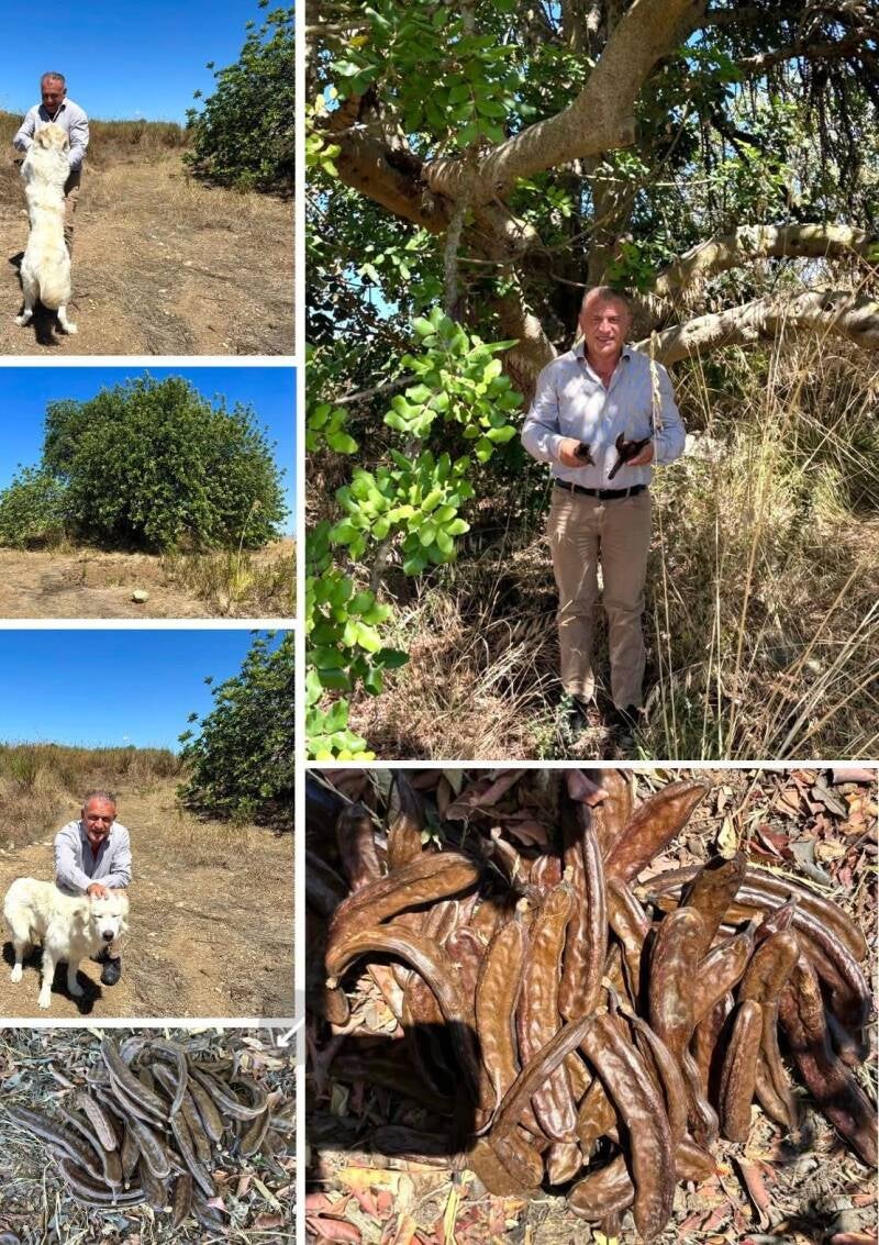 Il #carrubbo. In #Sicilia ci siamo abituati alla #bellezza. #Campi, #alberi, #carrubi secolari, #paesaggi incredibili. Li vediamo ogni giorno, ma spesso li diamo per scontati. Passiamo oltre, immersi nella solita routine. E invece vale la pena fermarsi un