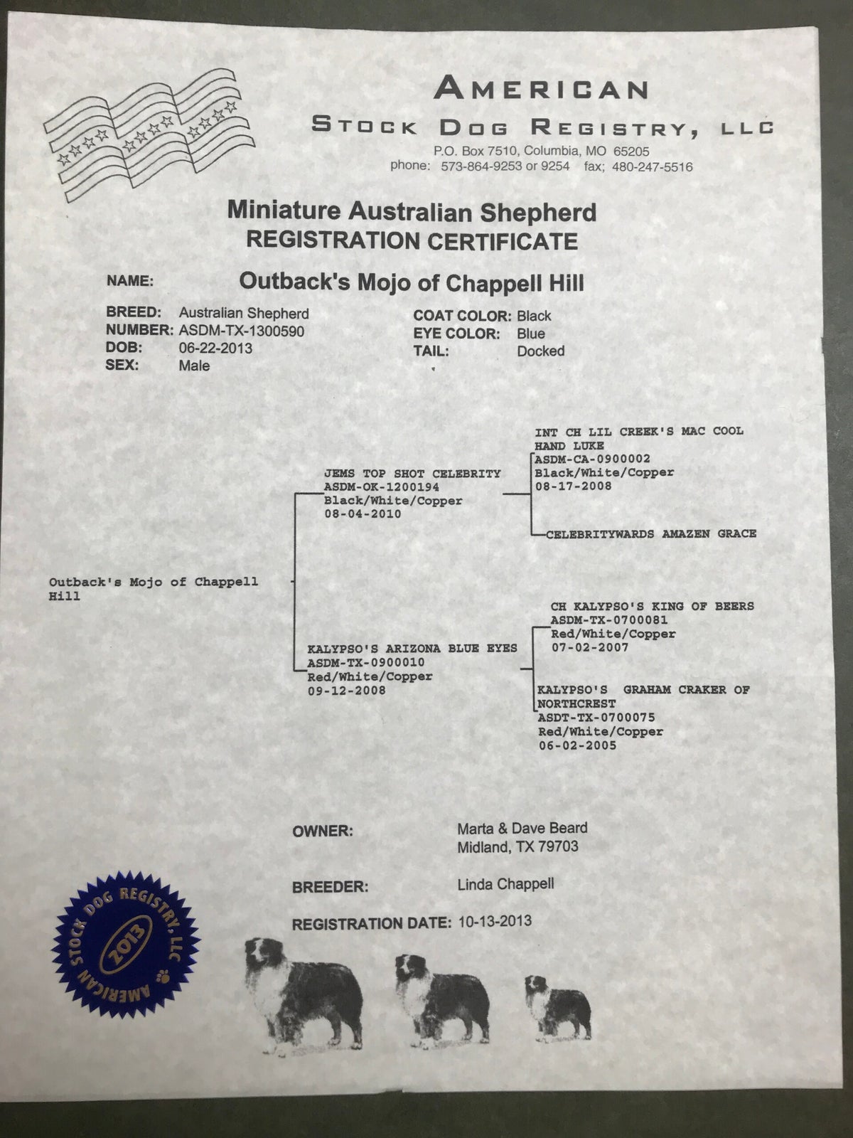 STUD Australian Shepherd Males (Sires) | Outback Aussies