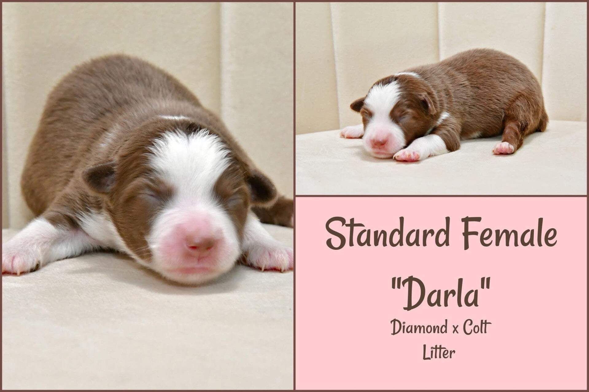 Female -$1500.00