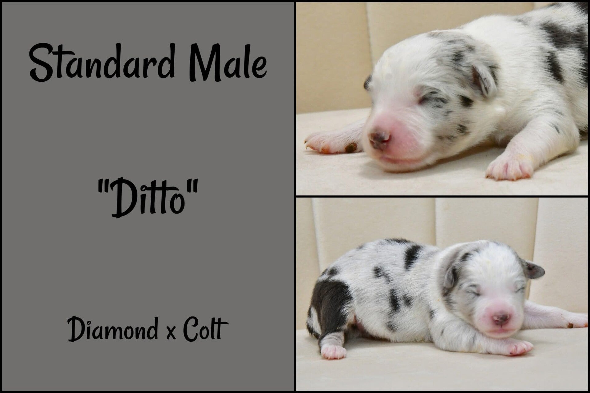 Male- $2200.00