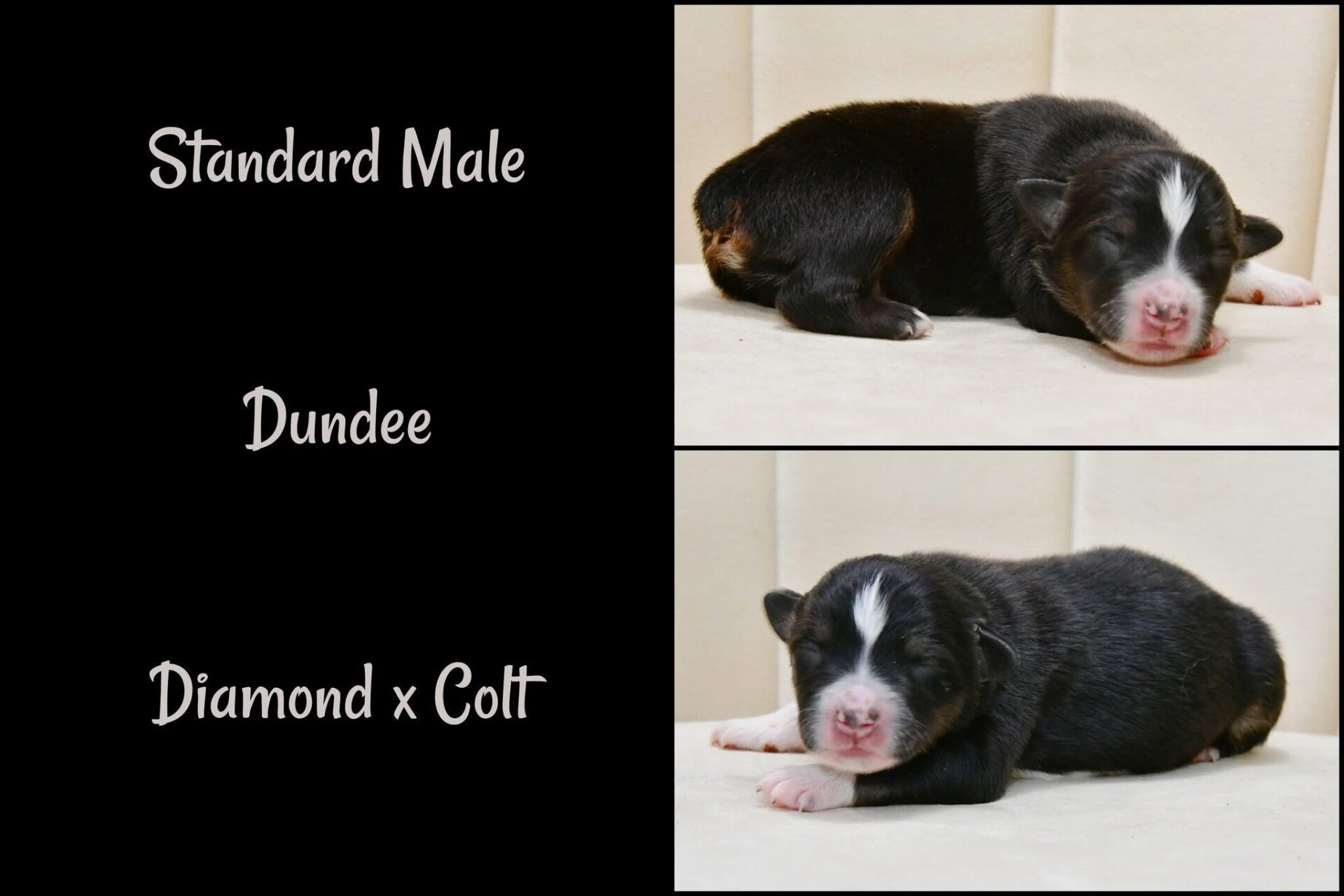 Female-$1500.00