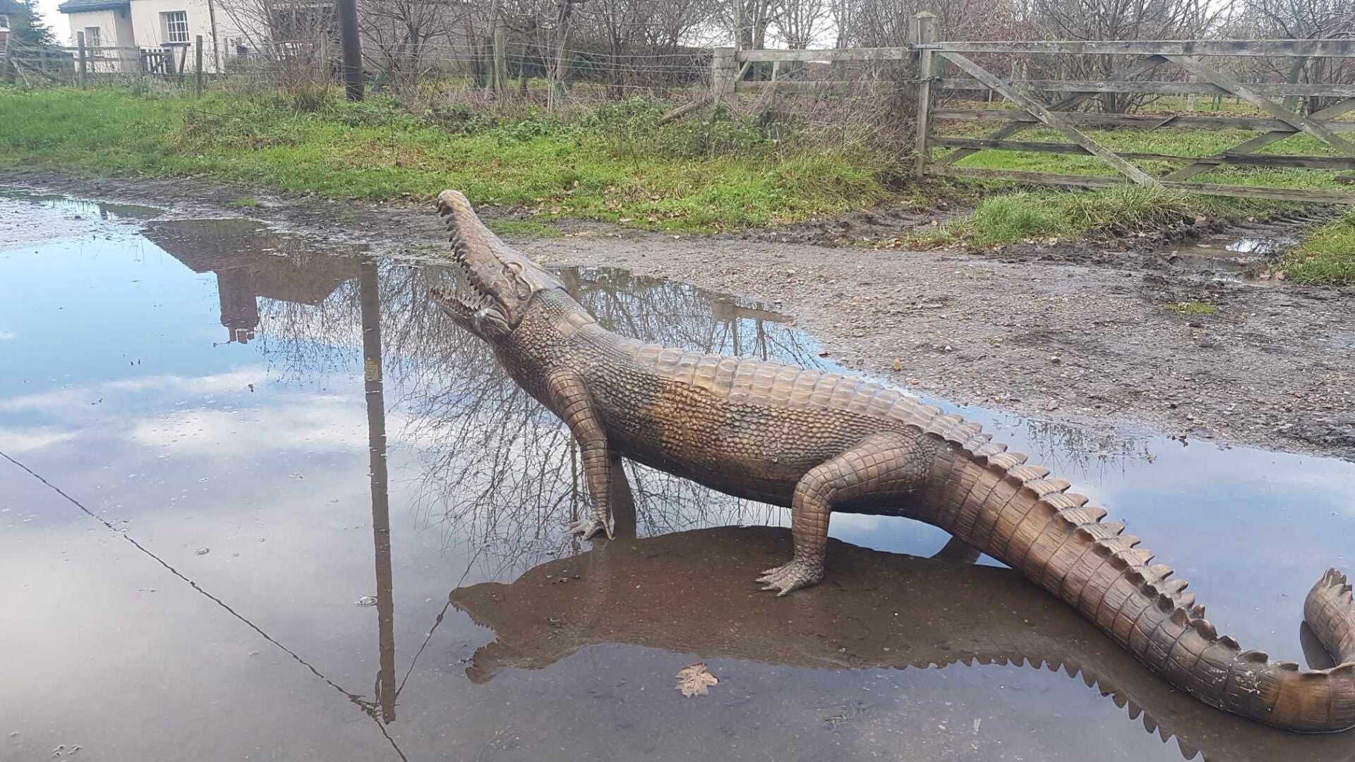 14ft Crocodile