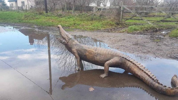 14ft Crocodile