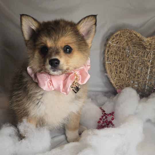 Pomsky Male