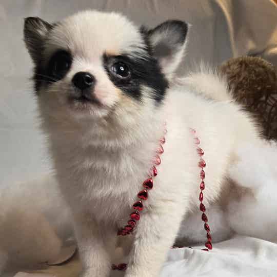Pomsky