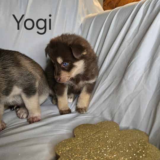 Yogi