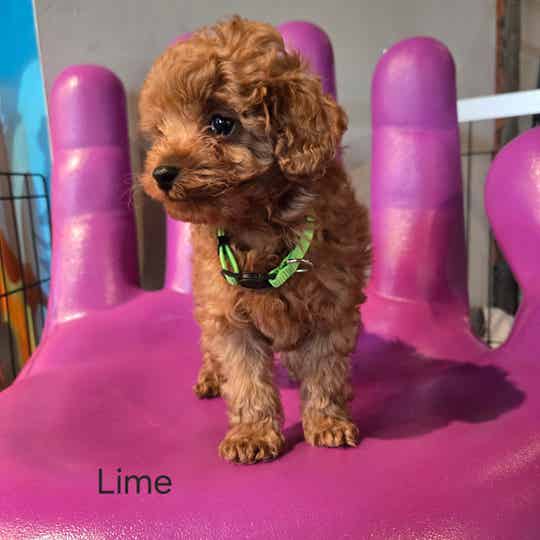 Cavapoo Lime