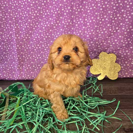 Cavapoo Patrick