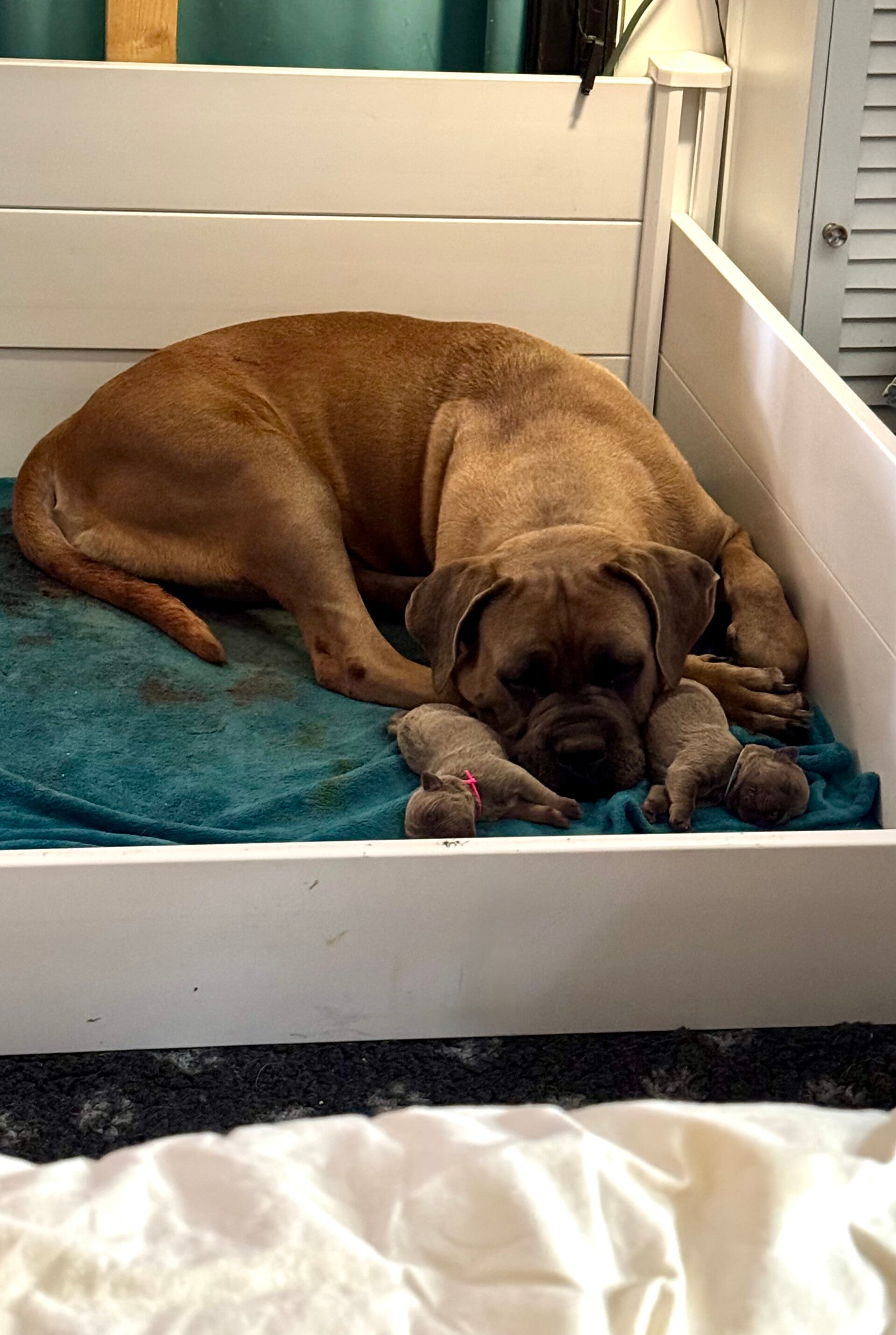 Ultimate girl des gardiens d'Écosse , chiots cane corso froment