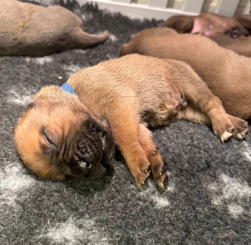 Male Fauve Collier Bleu