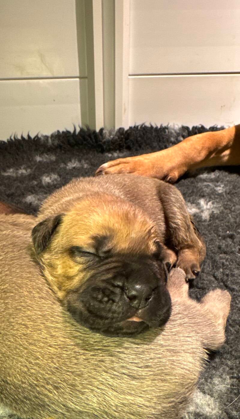 Male Fauve Collier Jaune