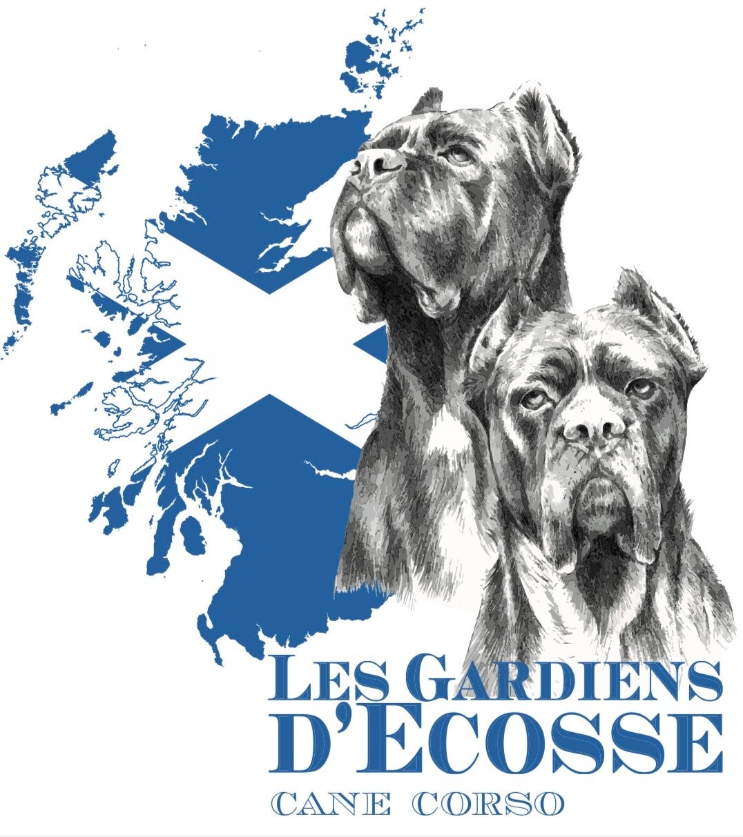 Les Gardiens d'Écosse - Spécialiste Cane Corso Froment