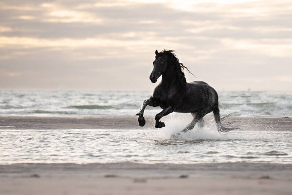 Pakket Zilver | 8 foto’s