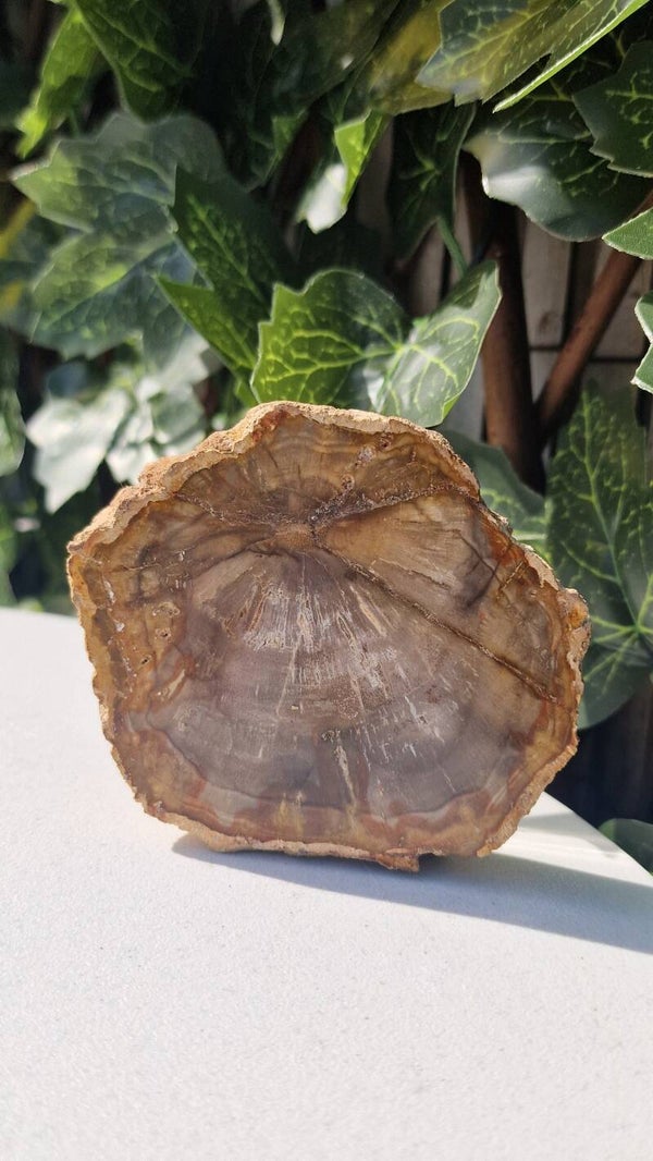 Versteend hout plak