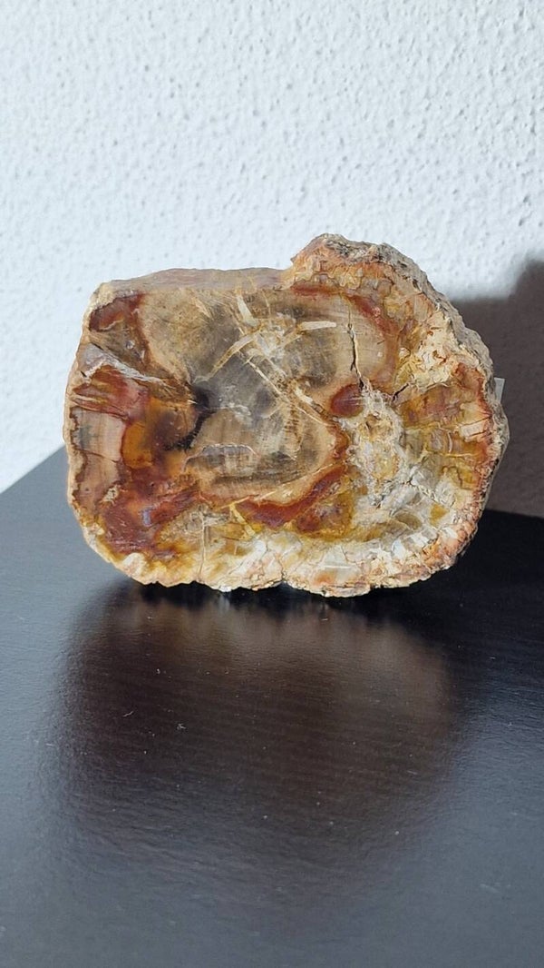 Versteend hout plakje