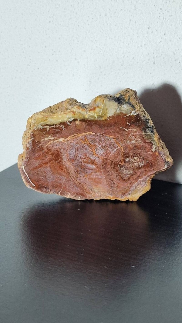 Versteend hout plakje