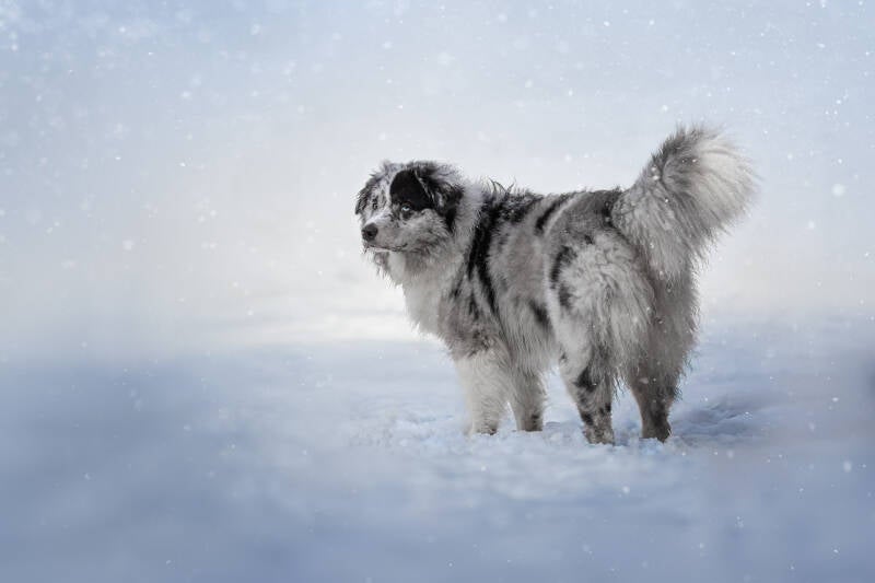 thema3-winter-standard.jpg