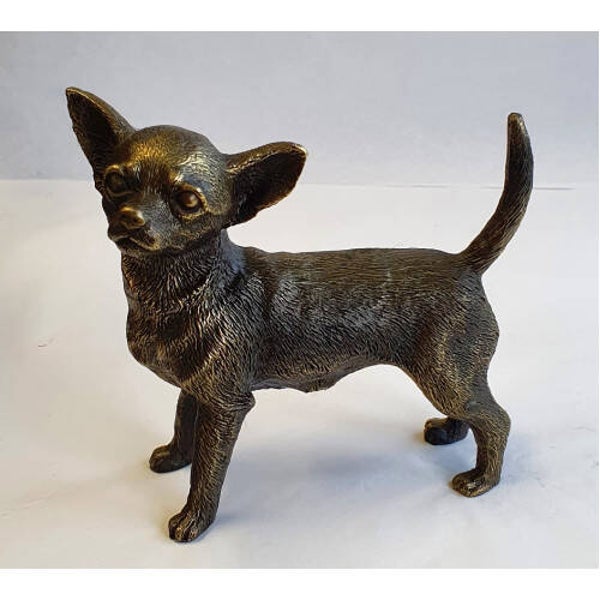 Chihuahua korthaar groot verbronsd