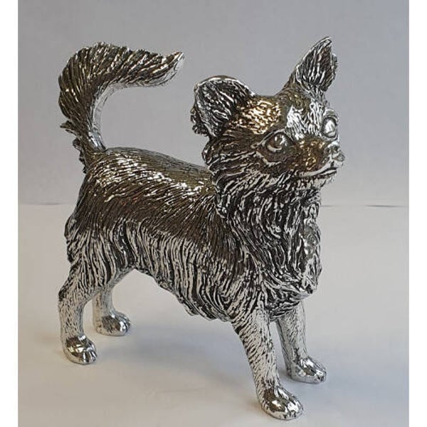 Chihuahua langhaar groot