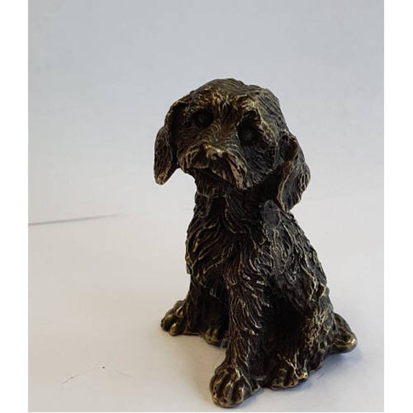 Shih tzu korthaar verbronsd