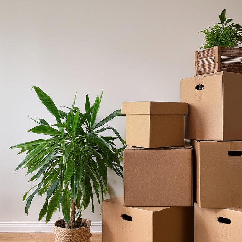 Bild mit Umzugskartons und Grünpflanzen 