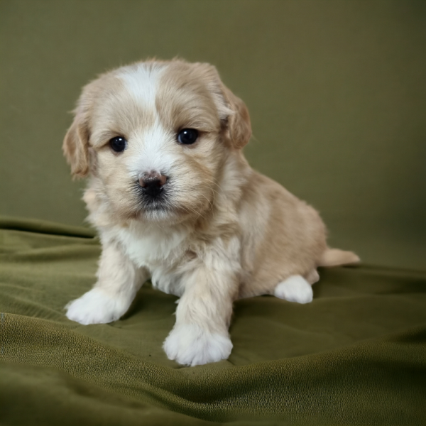 boomer pups te koop particulier