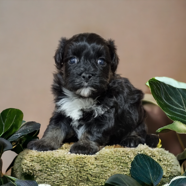 nestje pups aangeboden
