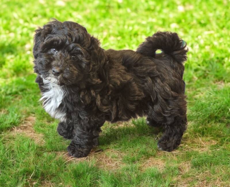 Boompoo_pup  Kennel de Hoeve