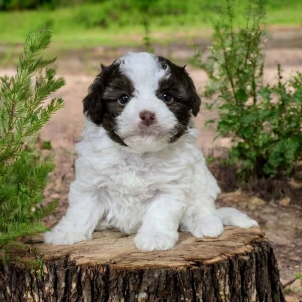 Boompoo_pup  Kennel de Hoeve