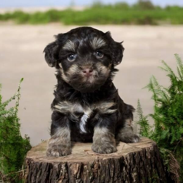 Boompoo_pup  Kennel de Hoeve