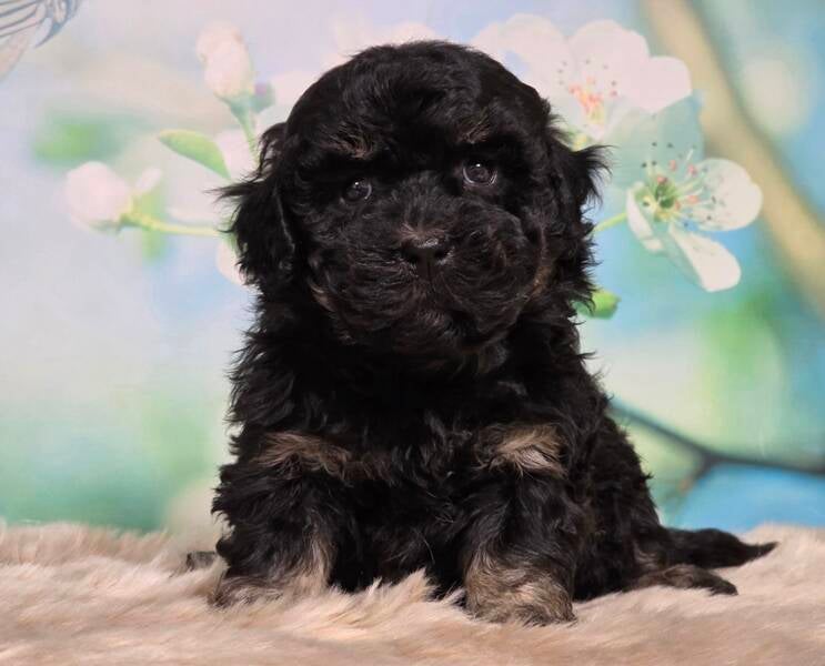 Boompoo_pup  Kennel de Hoeve