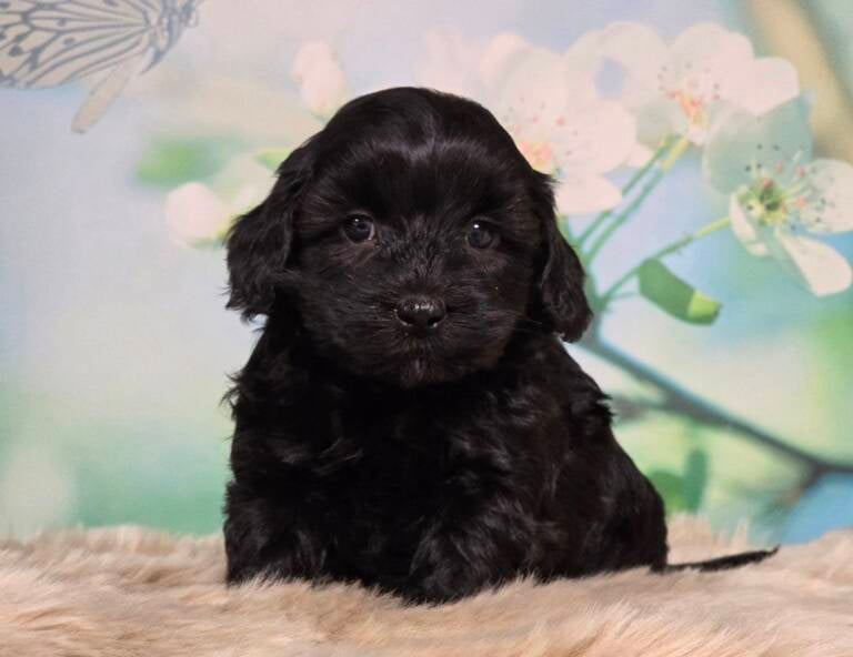 Boompoo_pup  Kennel de Hoeve