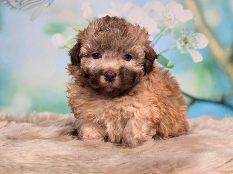 Boompoo_pup  Kennel de Hoeve