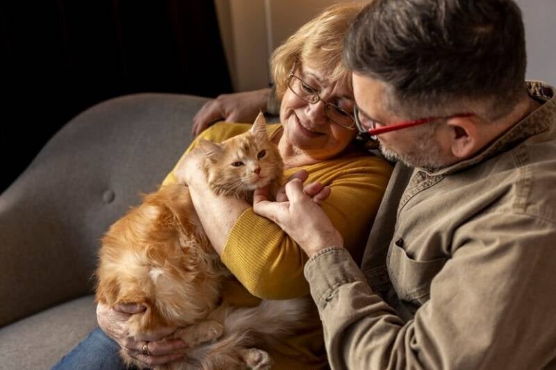 un-homme-une-femme-caline-chat-roux-dans-canape