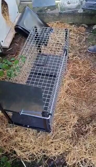 cage-trappe-posee-sol