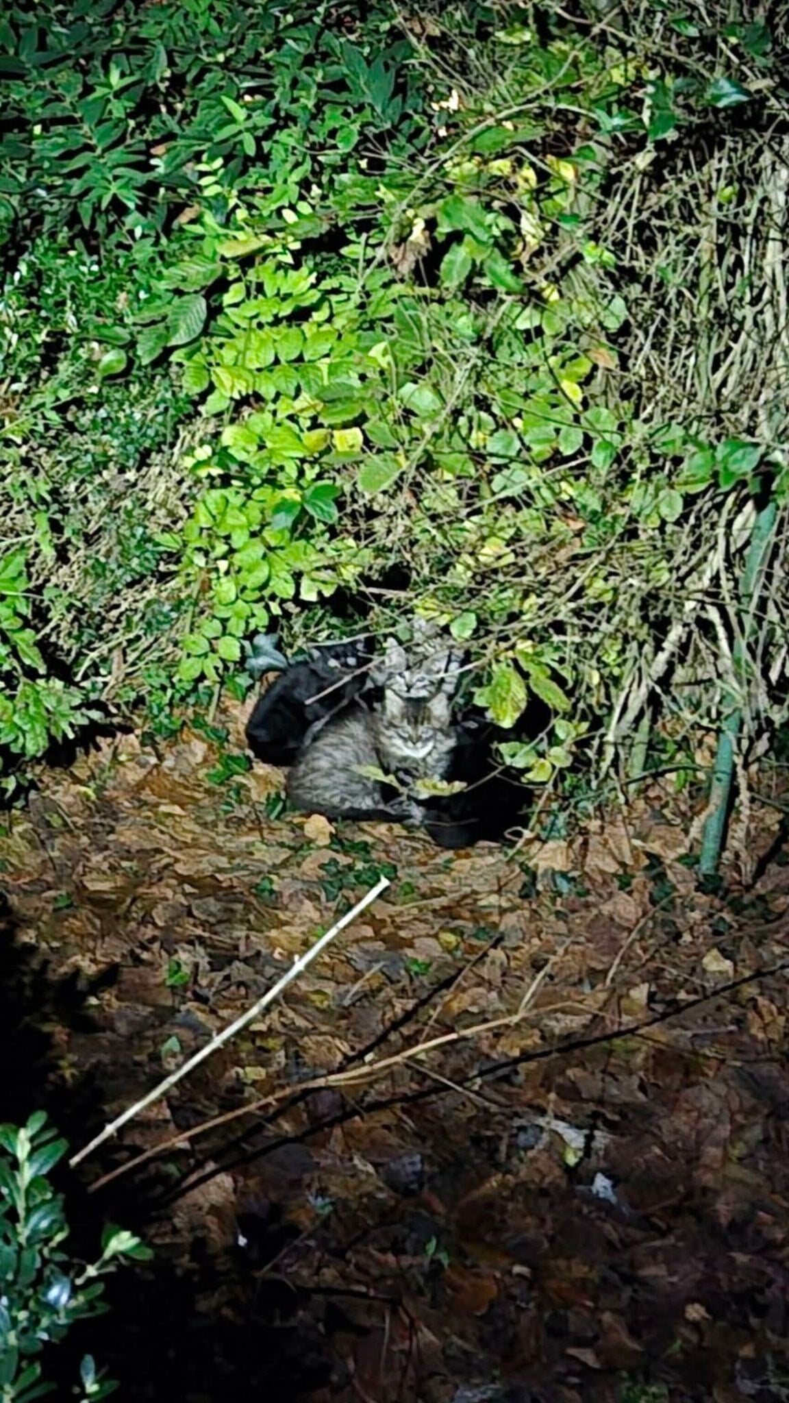 cinq-chatons-errants-dorment-ensemble-nuit-hiver