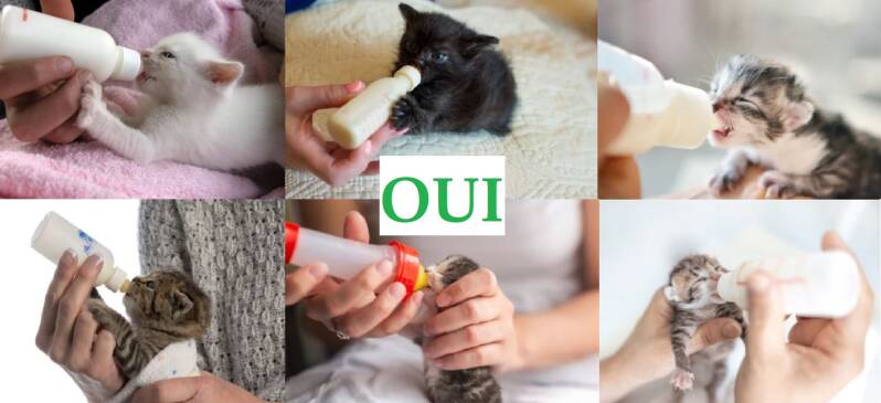 bonne-facon-biberonner-chaton
