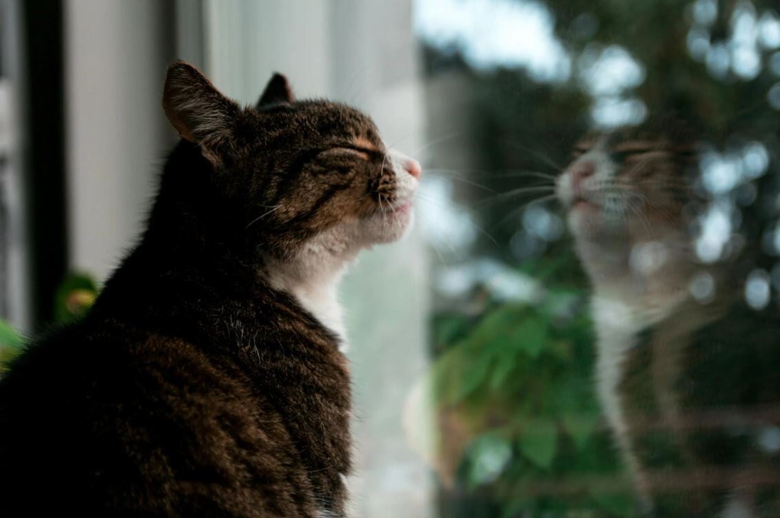 chat-heureux-regarde-par-une-fenetre