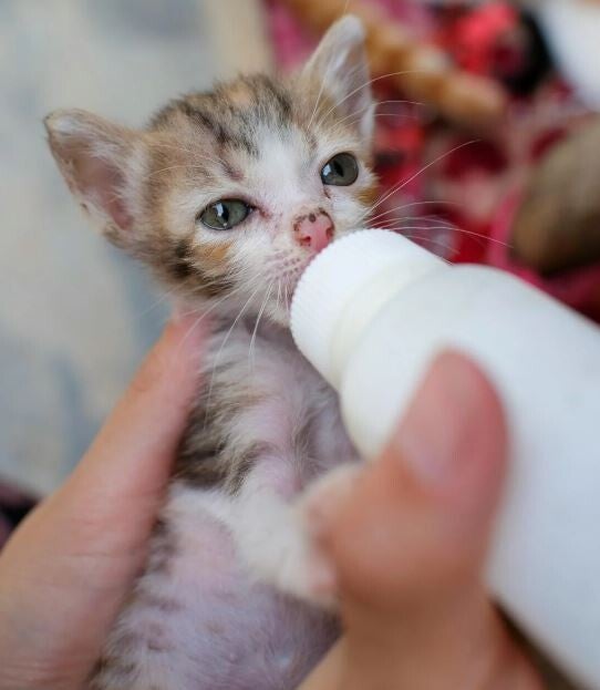 chaton-qui-boit-un-biberon